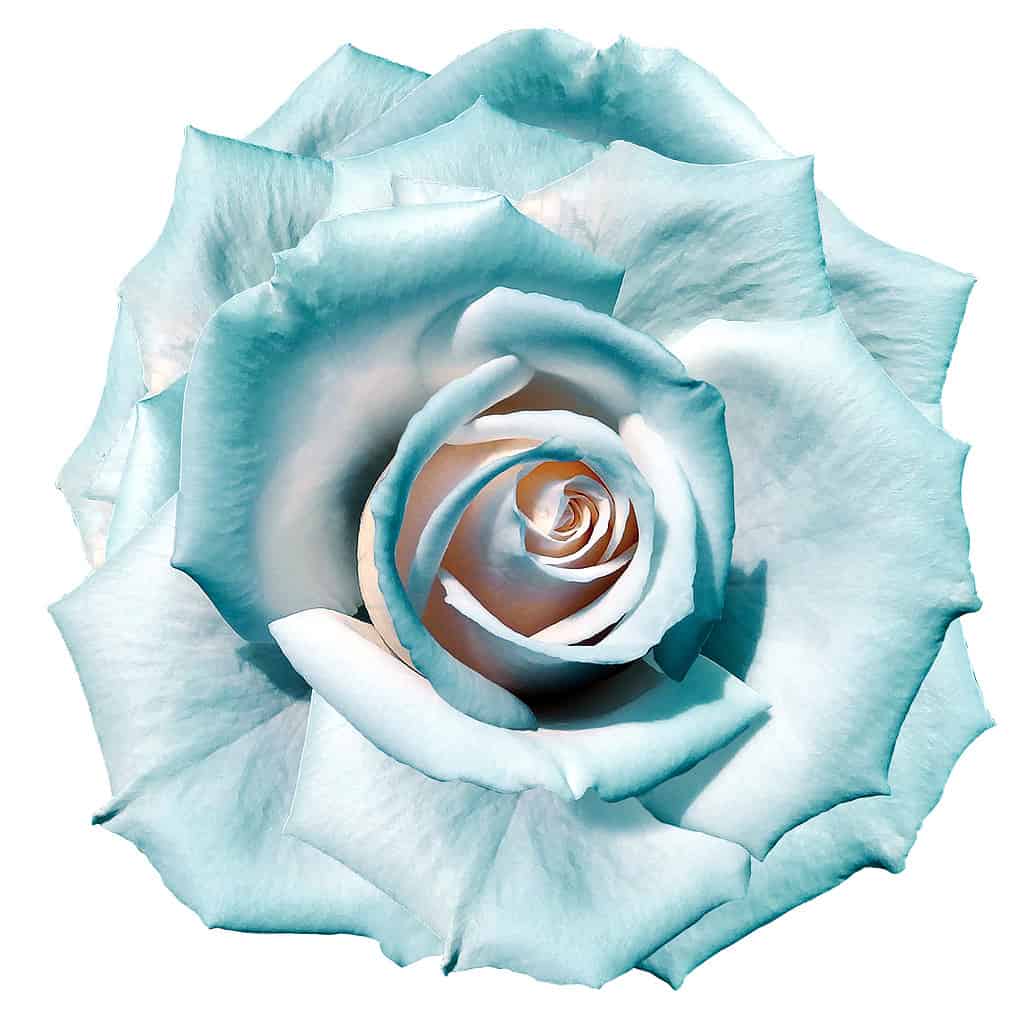 white-turquoise rose flower. Flower isolated on a white background. No shadows with clipping path. Close-up. Nature.