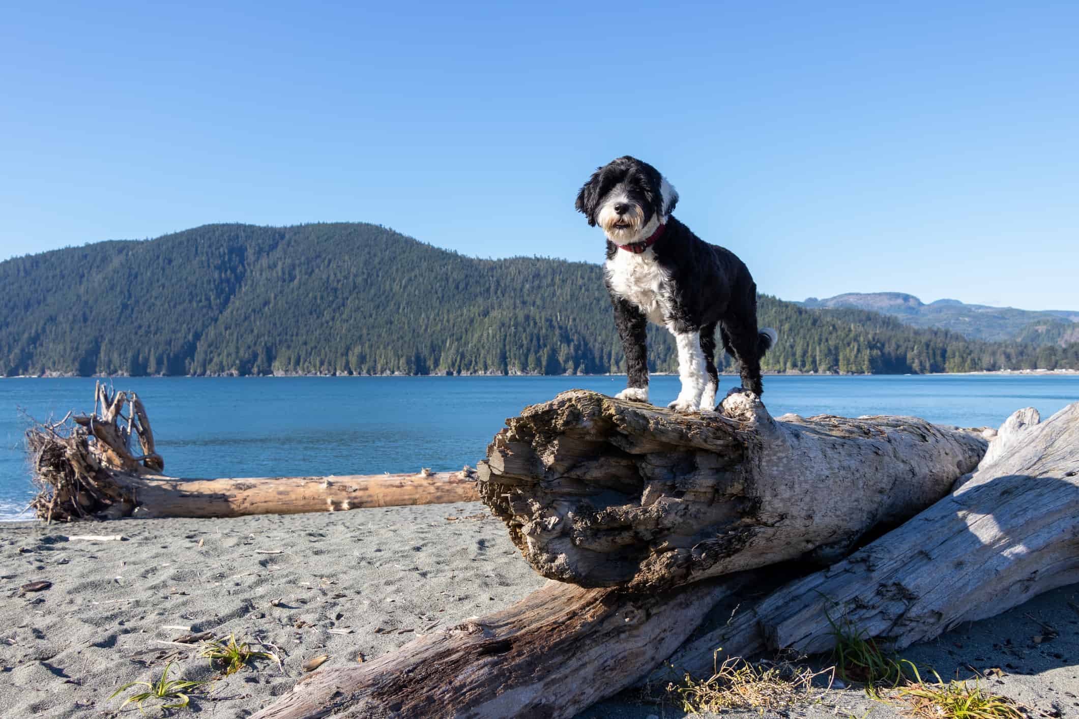 Portuguese water dog standing on driftwood log at beach