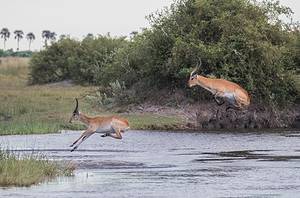 This Buck Swims For Its Life While Being Chased Down By a Determined Crocodile Picture