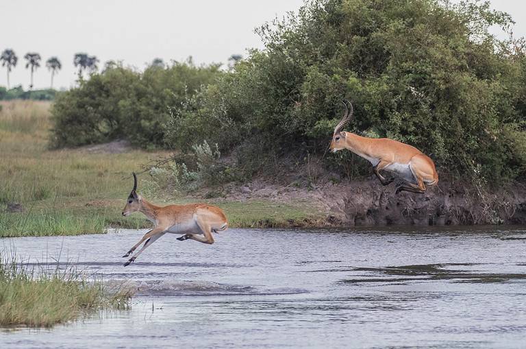 Leaping Red Lechwes in the Okavango Delta