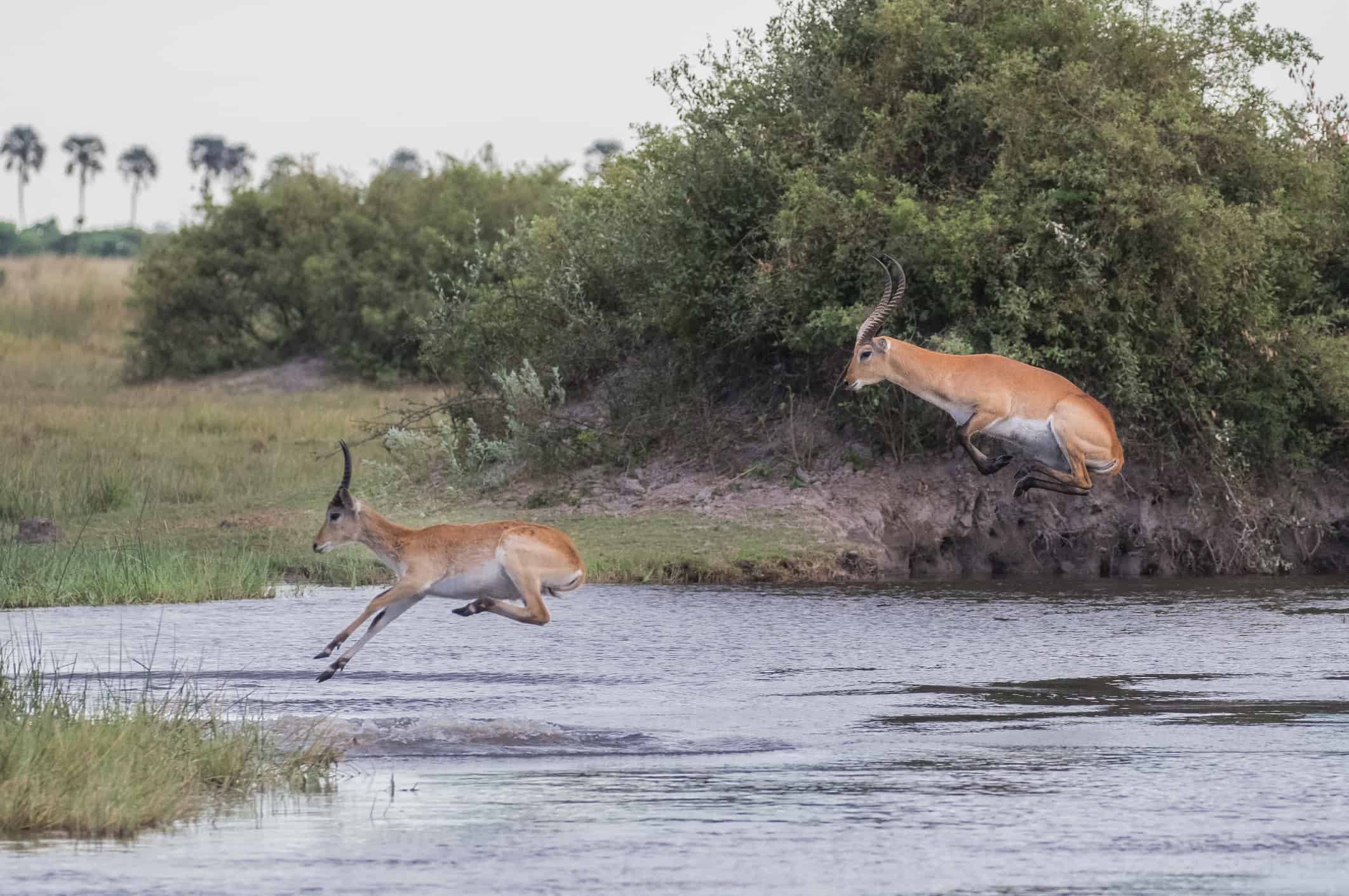 Leaping Red Lechwes in the Okavango Delta