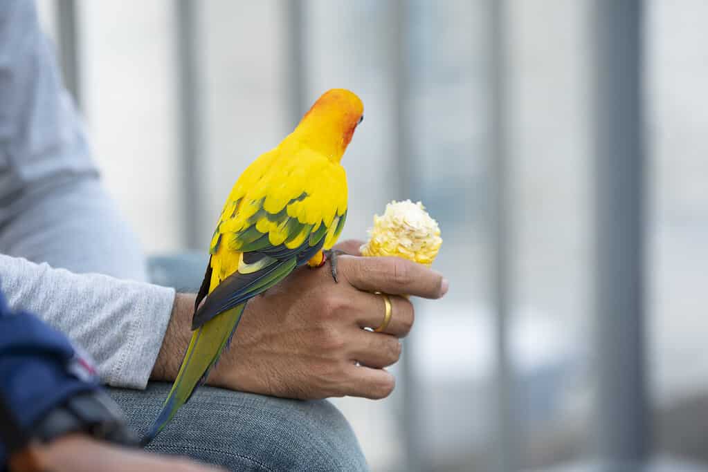 Sun Conure on hand and food