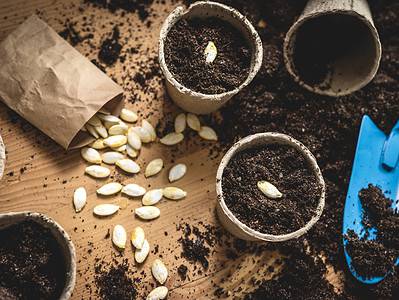 A How to Start Seeds Indoors: The Ultimate Guide