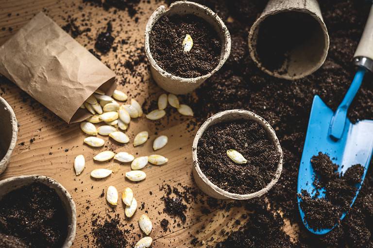 Title image illustrating what starting seeds indoors could look like.