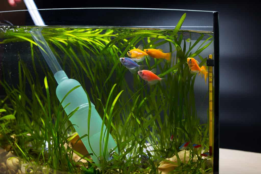 Aruarium water pump. Gravel cleaner for aquarium. Change water in fish tank