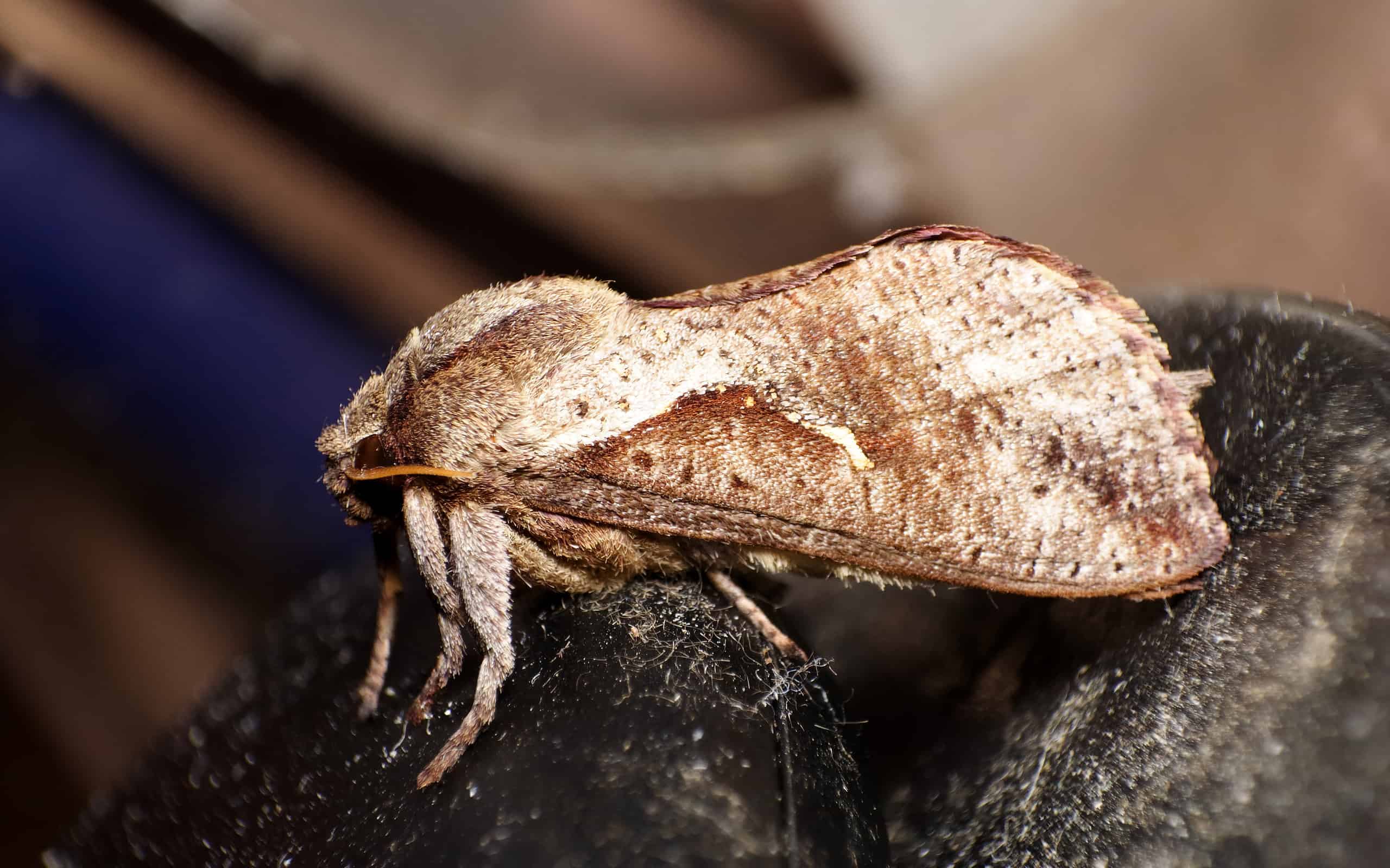 Ghost Moth Australia