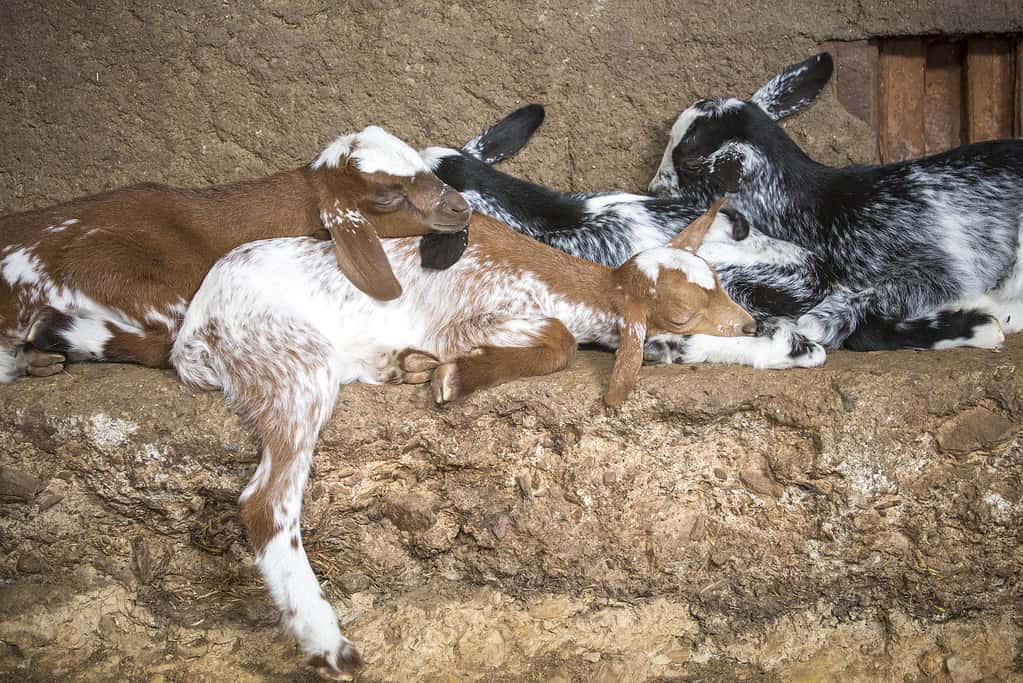 Domestic goat kids sleeping in the barn
