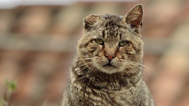Close up of an old stray cat