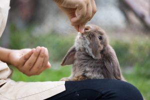 8 Steps to Take to Successfully Get a Bunny to Come to You Picture