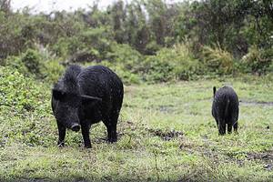 The Largest Wild Hog Ever Caught in Hawaii Picture