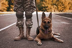Explore the Best 180 Military-Inspired Dog Names Picture