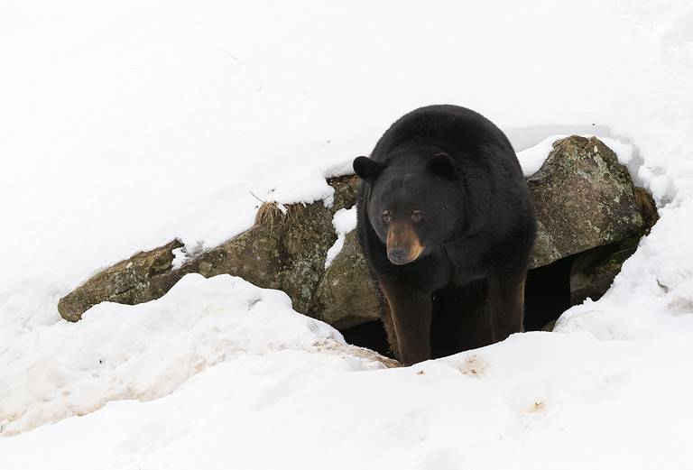 Black Bear Awakens After a Long Winter
