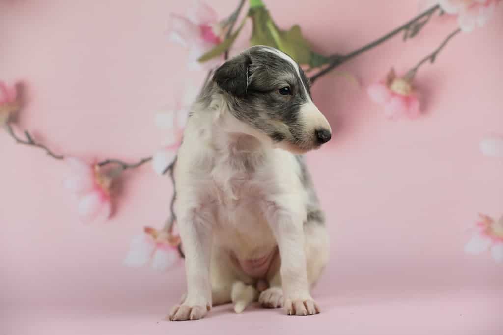 Borzoi puppy on pink background
