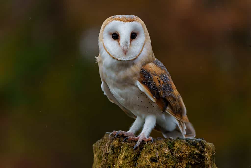 The barn owl is one type of owl you can spot in Tennessee.