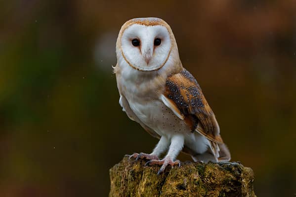 8 Types Of Owls In Tennessee (From Rarest To Most Common) - A-Z Animals