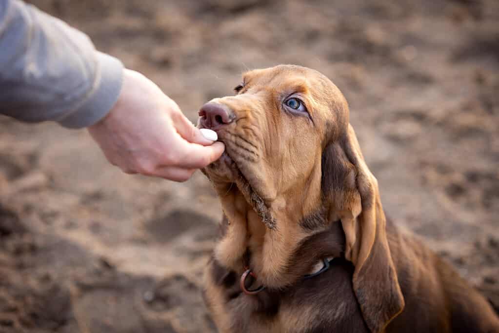 Portrait of a cute brown bloodhound puppy getting a treat from a human