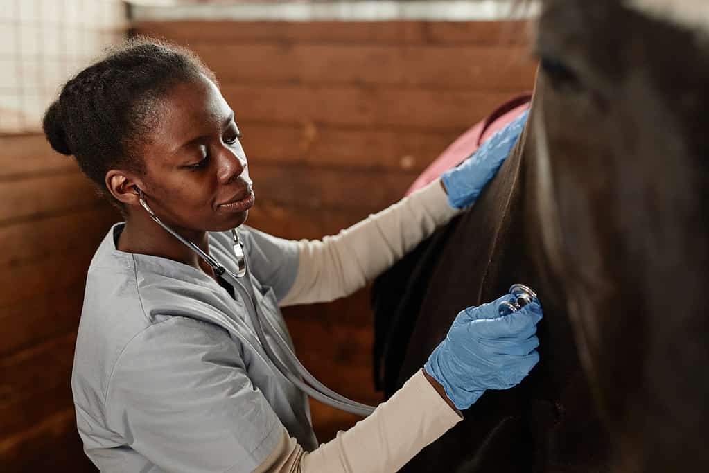 Young Veterinarian Examining Horse