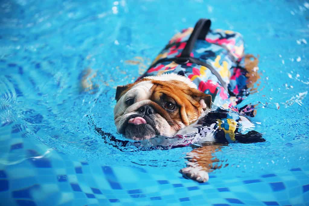 English Bulldog wearing life jacket and swimming in the pool. Dog swimming.