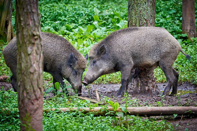 Wild pigs in natural habitat