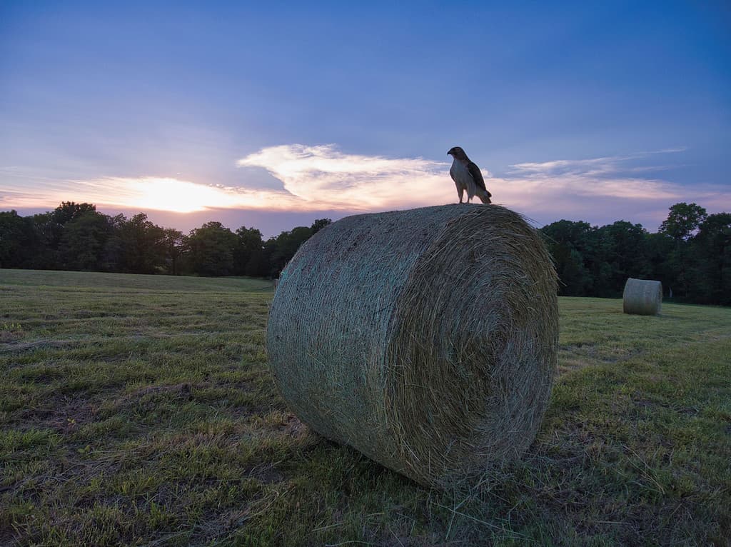 Hawk on a hay bale in Boone County, Missouri during sunset