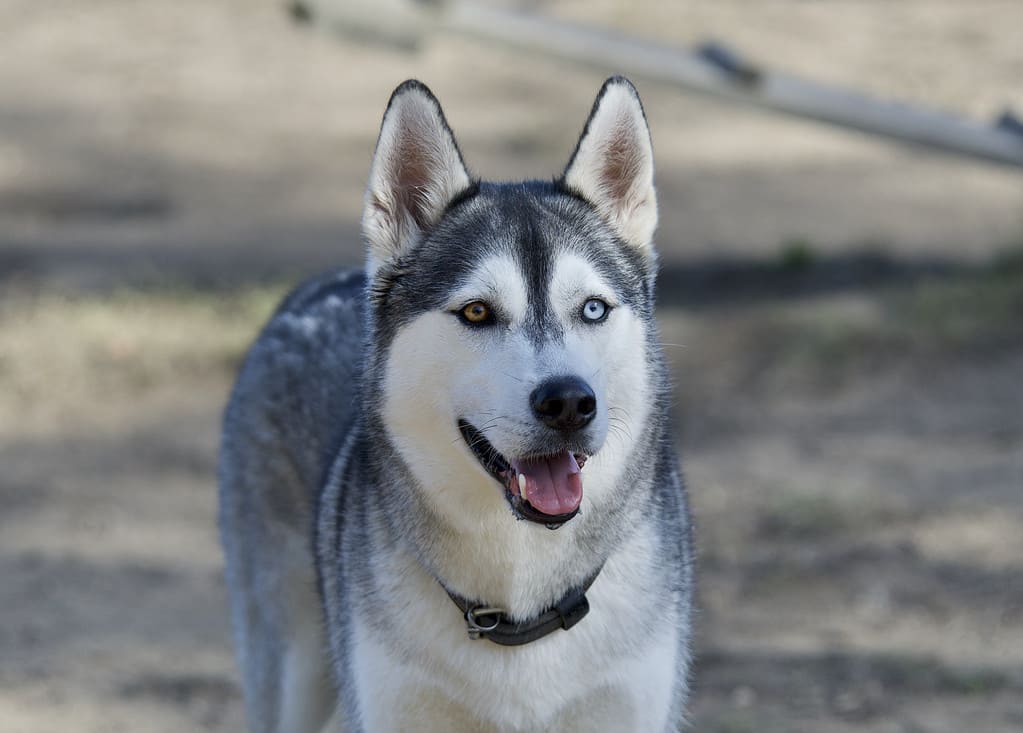 Differently colored eyes husky dog