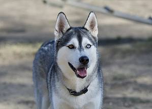 12 Dog Breeds Most Similar to Huskies Picture