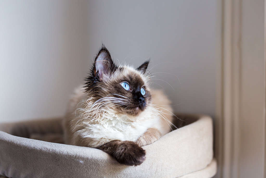 Dreamy Birman cat with expressive blue eyes is resting in a cat house