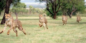 Witness a Cheetah Quartet Charge at Warthogs, Splitting Up to Chase Down Multiple Picture