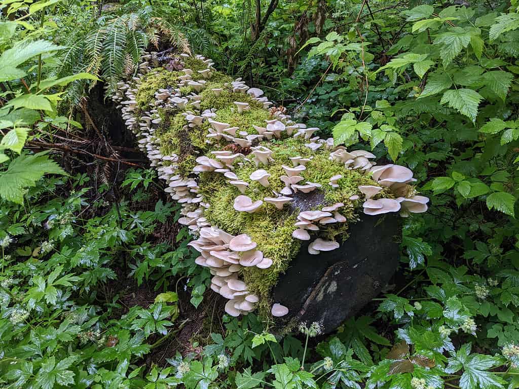 Dead log covered in oyster mushrooms surrounded by lush foliage