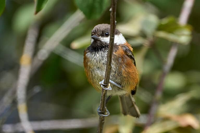 Closeup of a chestnut-backed chickadee perched on a branch among green leaves
