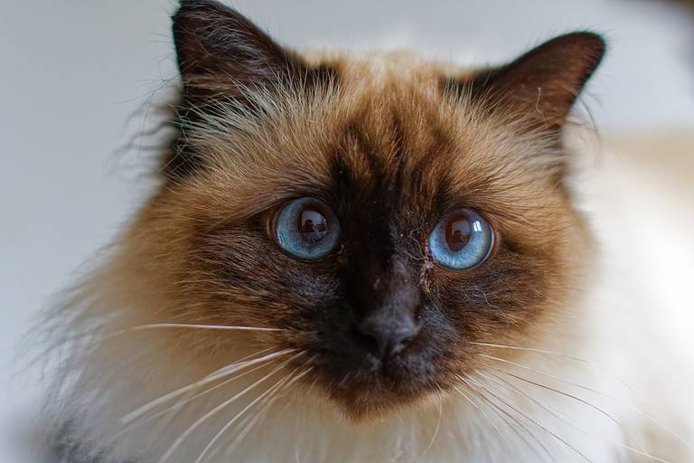 sacred birman cat