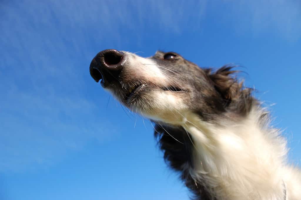 Russian wolfhound: Borzoi - against of blue sky