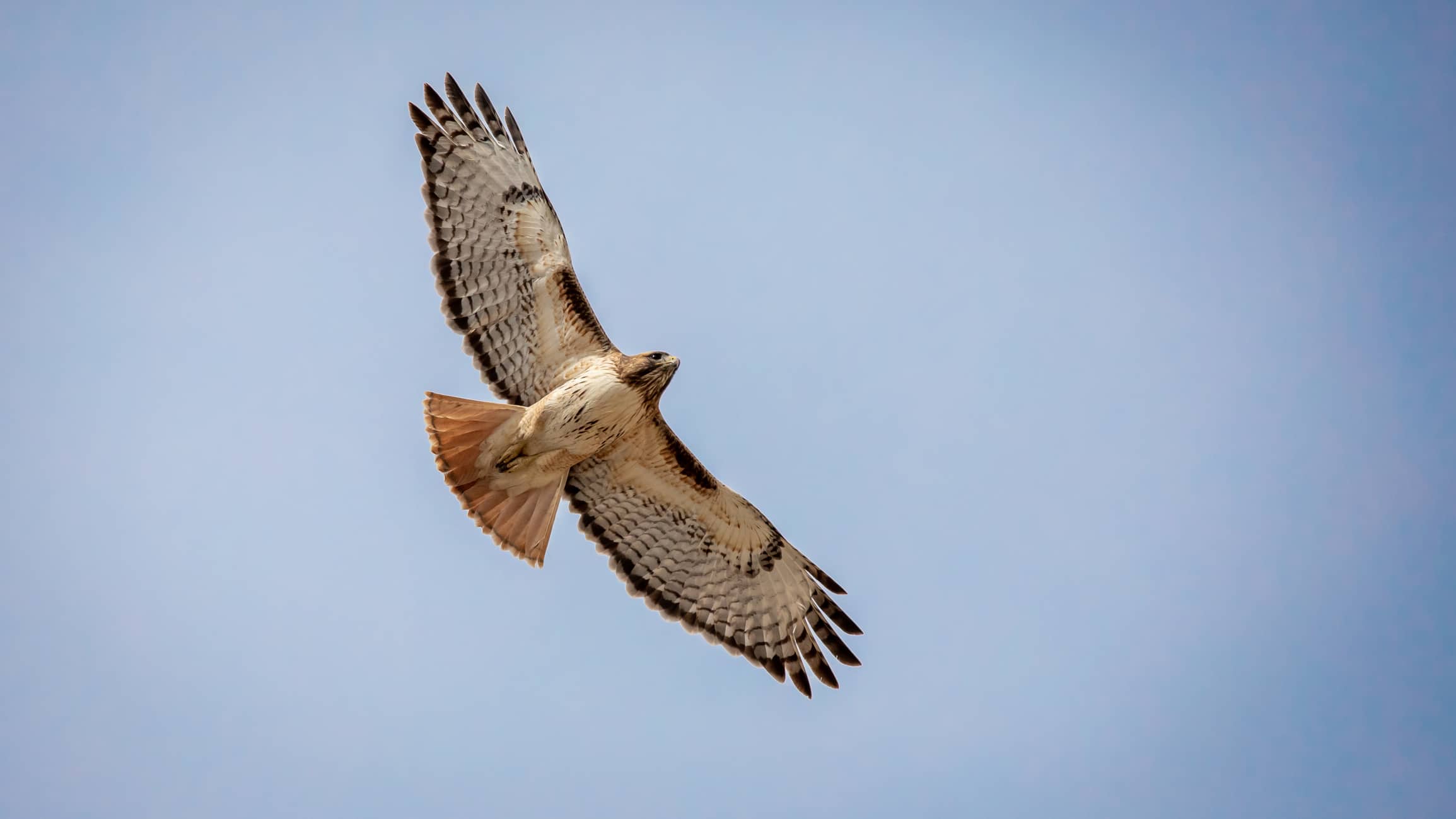 Red-tailed Hawk Soaring