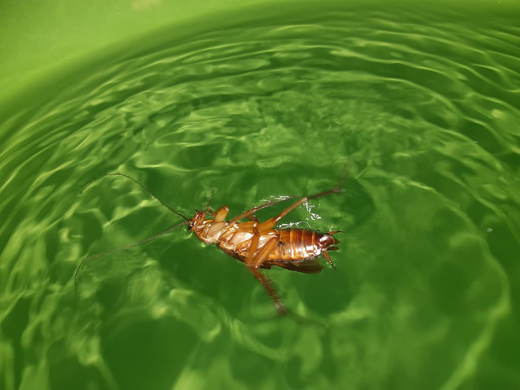 Swimming Cockroach