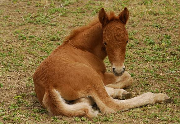 What's Up With Newborn Horse Hooves? - A-Z Animals