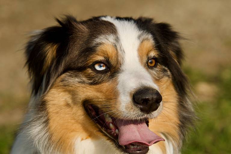 Differently colored eyes dog