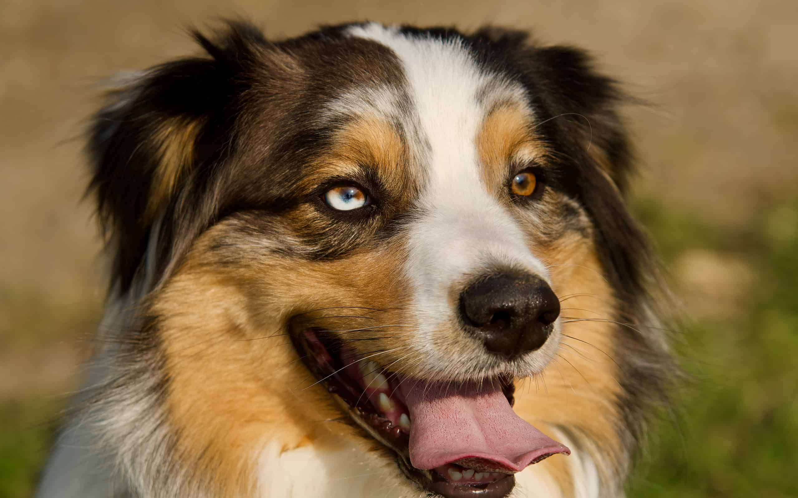 Differently colored eyes dog