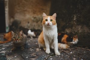 What is FIV in Cats? Is it Deadly? Picture