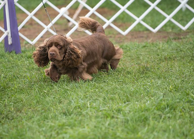 Sussex Spaniel walking in dog show ring