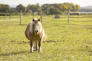 Shetland Pony Fact Sheet: Height, Weight, Cost, Lifespan, and More Picture
