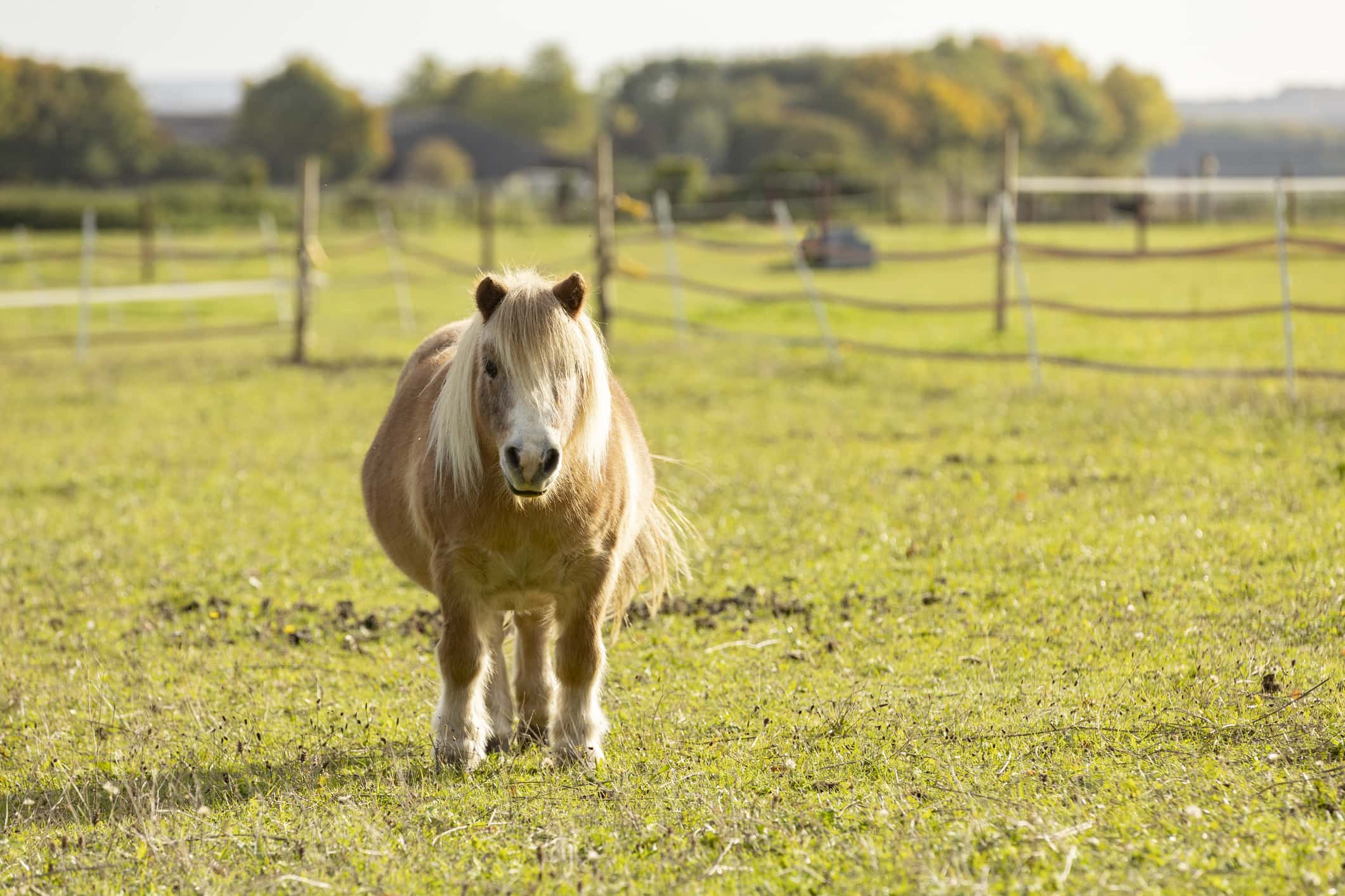 Gorgeous mini Shetland pony