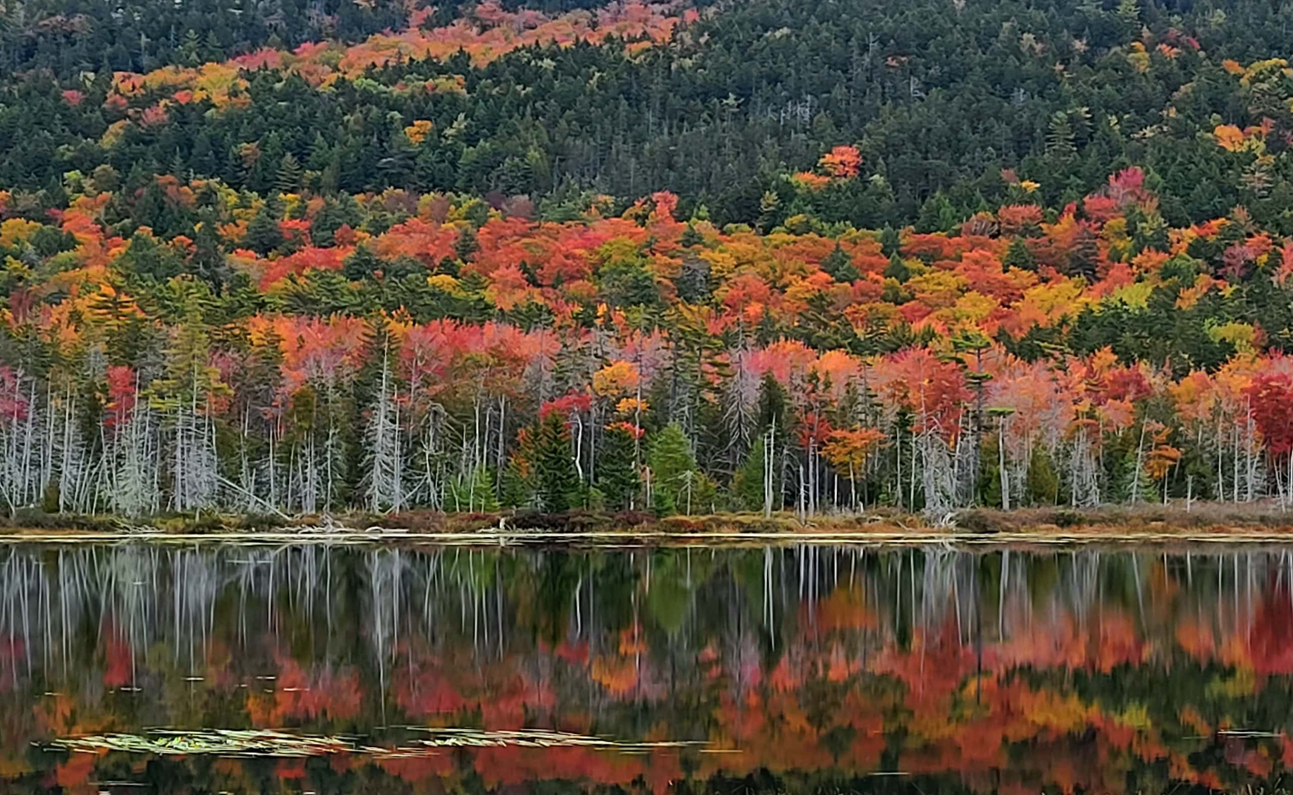 A forest reflecting its autumnal color against still lake waters, showcasing the natural beauty.