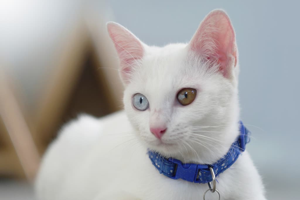 Close to Khao Manee Cat have diamond 2 colors on the eyes.