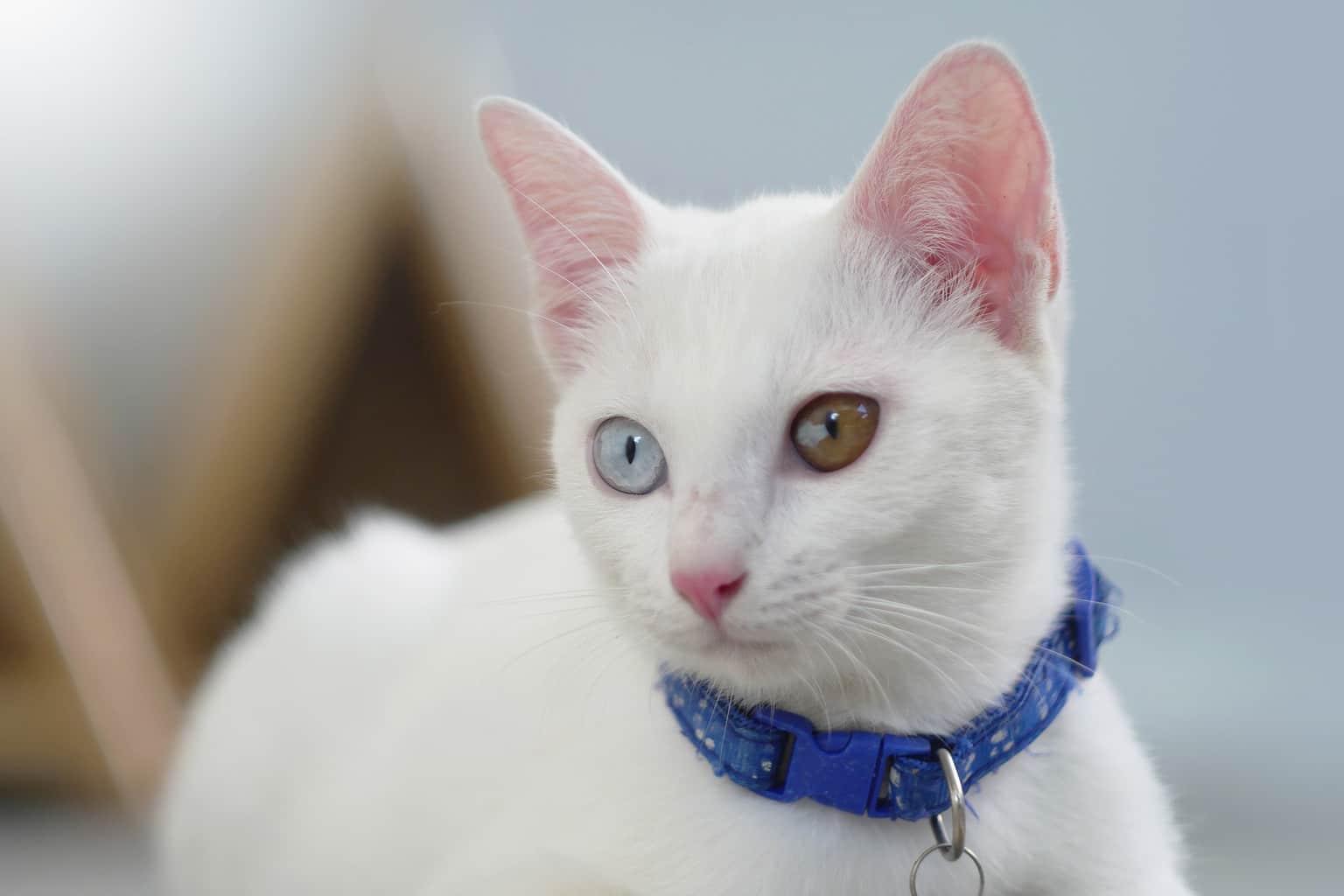 Heterochromia In Cats: Odd-eyed Cat Genetics And Common Breeds - A-z 