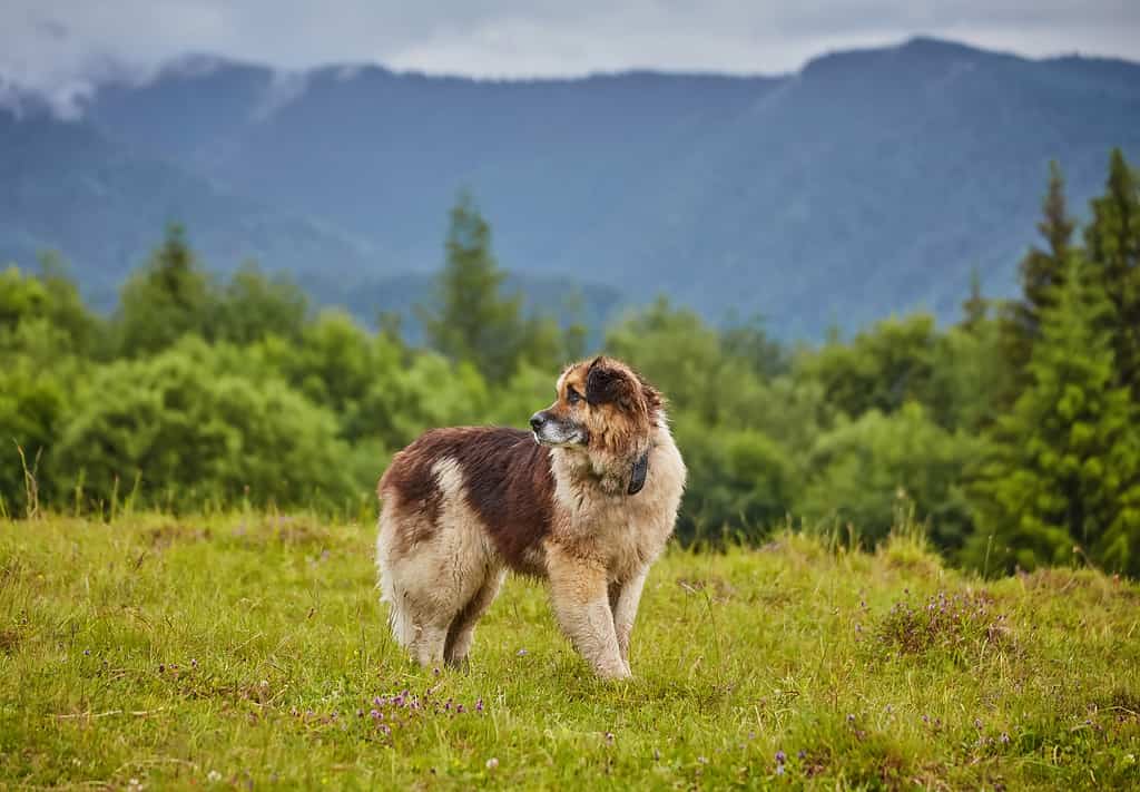 romanian shepherd dog standing on natural meadow, image taken near the sheep farm