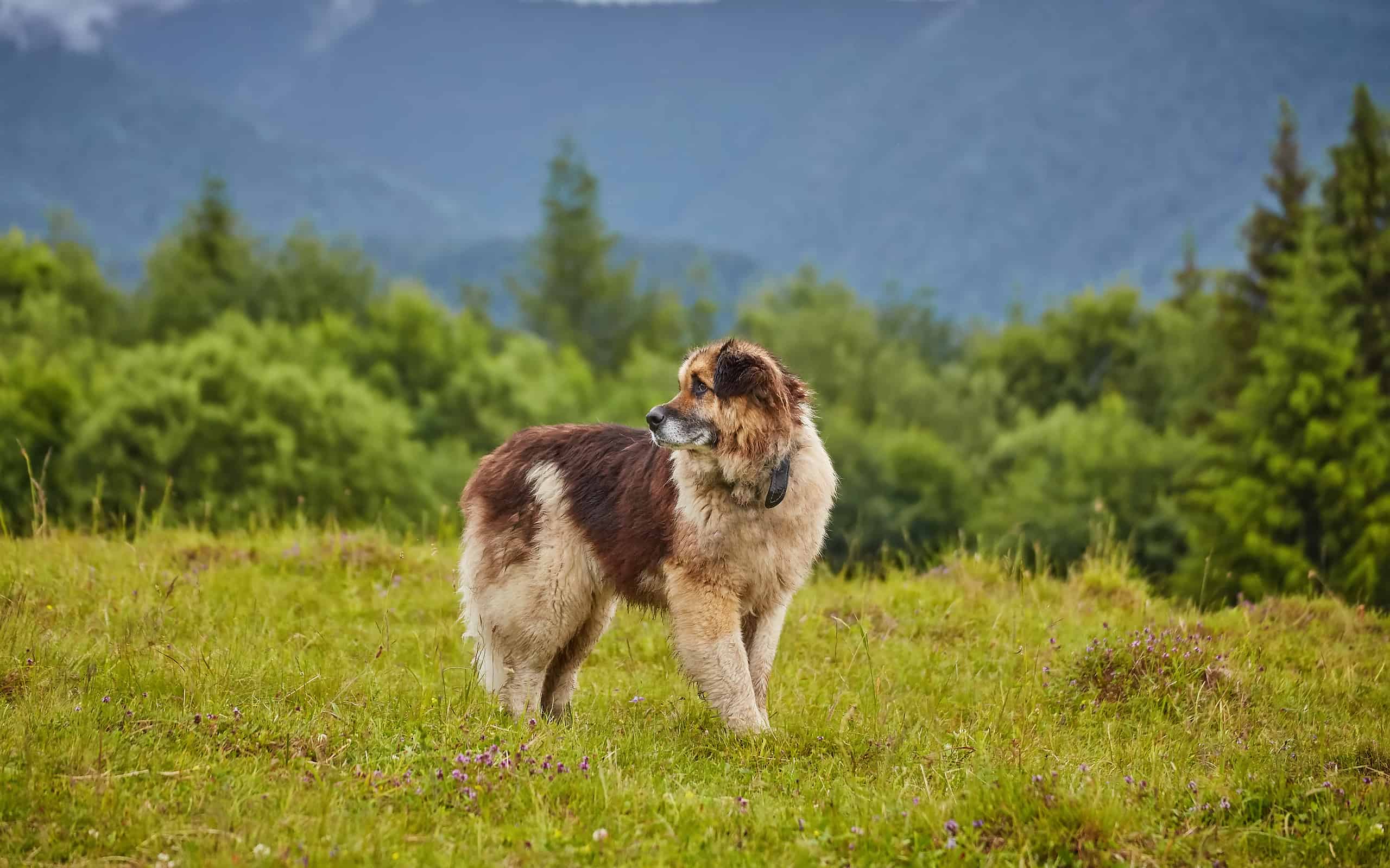 romanian shepherd dog standing on natural meadow, image taken near the sheep farm