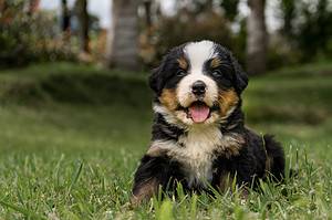 How to Train Your Bernese Mountain Dog: The 8 Best Methods and Tips Picture