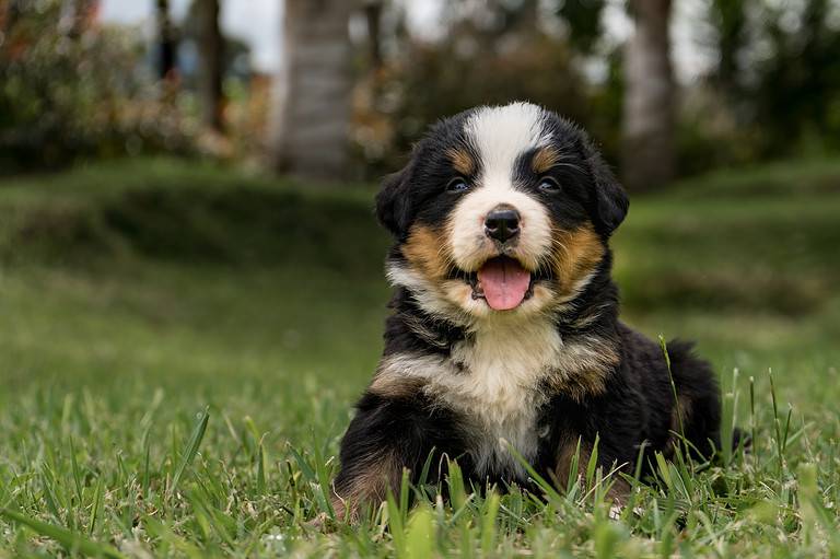 Bernese Mountain Dog puppies