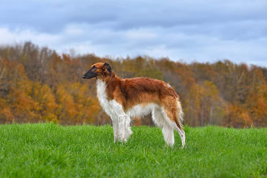 Standing red beautiful russian borzoi dog