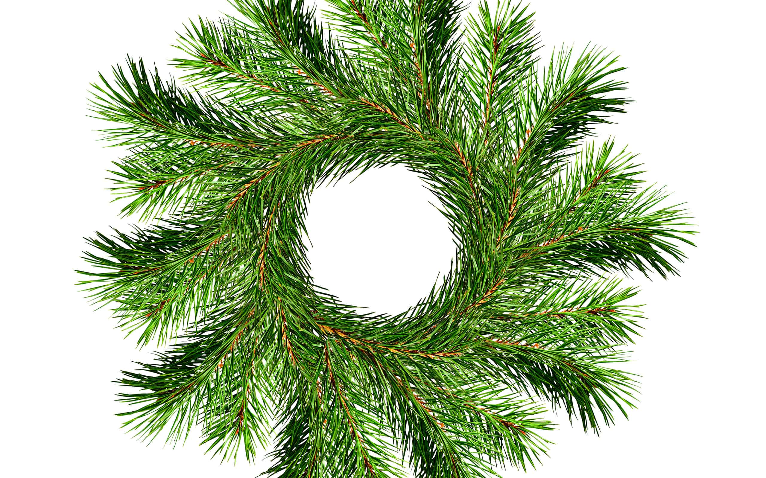 Christmas wreath from pine twigs isolated
